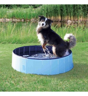 Piscine pour chien