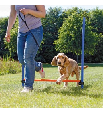 Obstacle Fun Agility