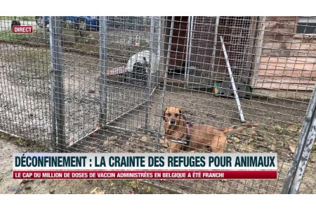 Les abandons d’animaux explosent depuis le déconfinement