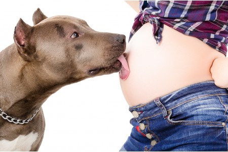 Les chiens peuvent-ils détecter une grossesse chez la femme enceinte ?