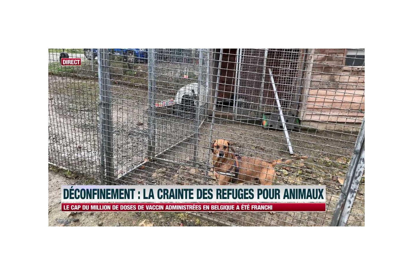 Les abandons d’animaux explosent depuis le déconfinement